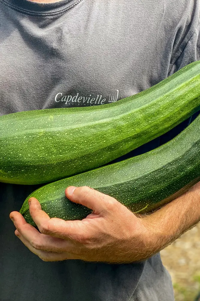 recolte-courgette-potager-capdevielle