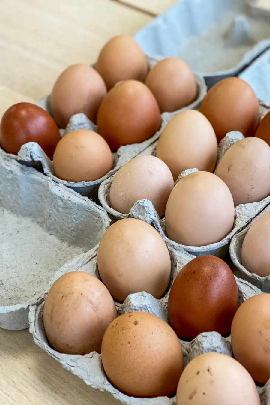 recolte-oeufs-poullailler-capdevielle